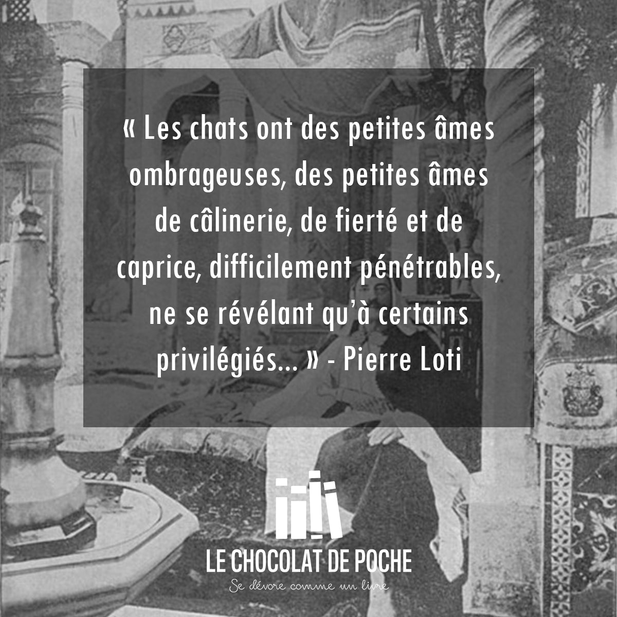 Pensée sur les chats par Pierre Loti, mis à l'honneur par Le Chocolat de poche